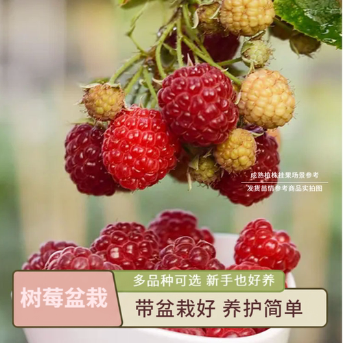 树莓盆栽果苗阳台种植养护简单