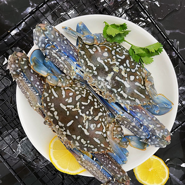 东山岛 梭子蟹兰花蟹鲜活特大螃蟹呛蟹青脚蟹生腌5-6只/2斤顺丰