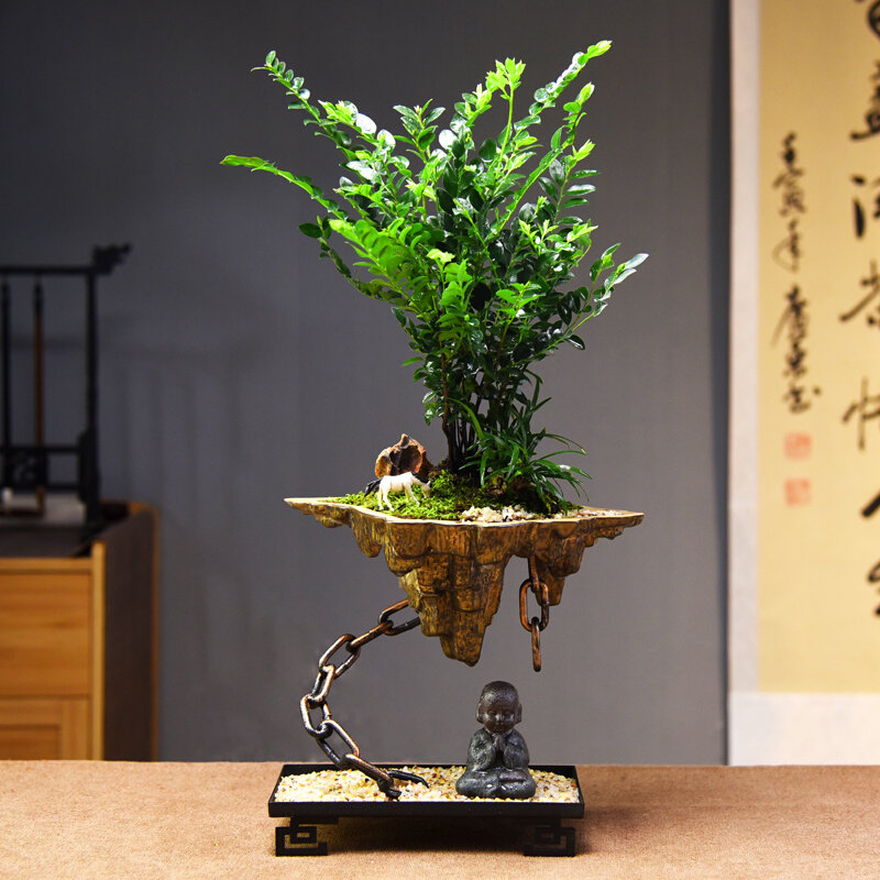 丛林黑骨茶盆栽艺术摆件桌面观赏植物盆景室内紫檀绿植微景观礼品