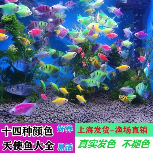 天使鱼热带鱼彩群鱼不褪色七彩荧光鱼观赏鱼小型新手好养柠檬天使
