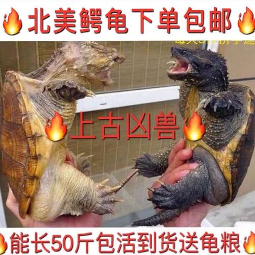 乌龟活体北美小鳄龟活体鳄鱼龟杂佛鳄龟大龟苗宠物龟观赏龟水龟