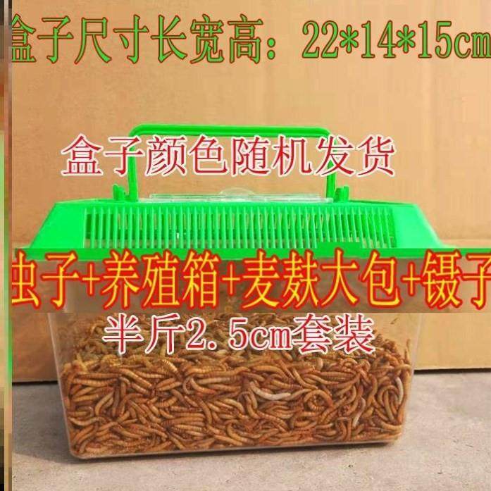 =面包虫活虫龙鱼饲料保鲜大麦虫面包虫养殖饲养盒养黄粉虫工鸟
