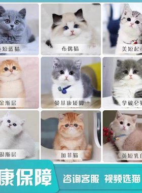 英短蓝猫幼猫活体纯种蓝白猫美短银渐层加菲猫金吉拉布偶活物