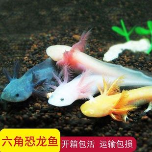 冷水鱼六角恐龙鱼蝾螈六角龙观赏鱼六角恐龙鱼饲料六角鱼大号