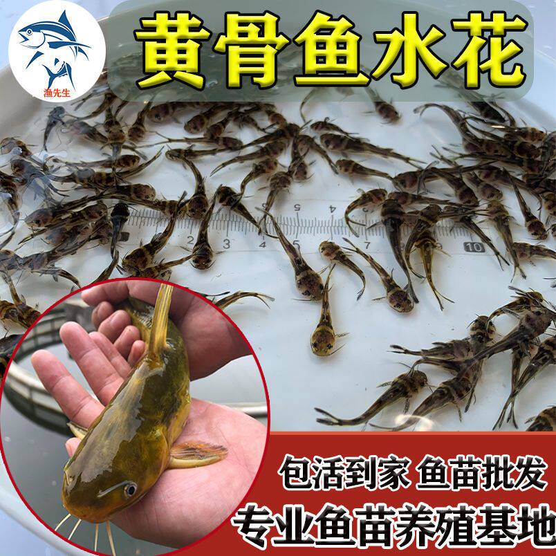 黄骨鱼水花 水花鱼苗 黄颡鱼 黄辣丁 黄丫头黄鸭叫水花夏花高密度