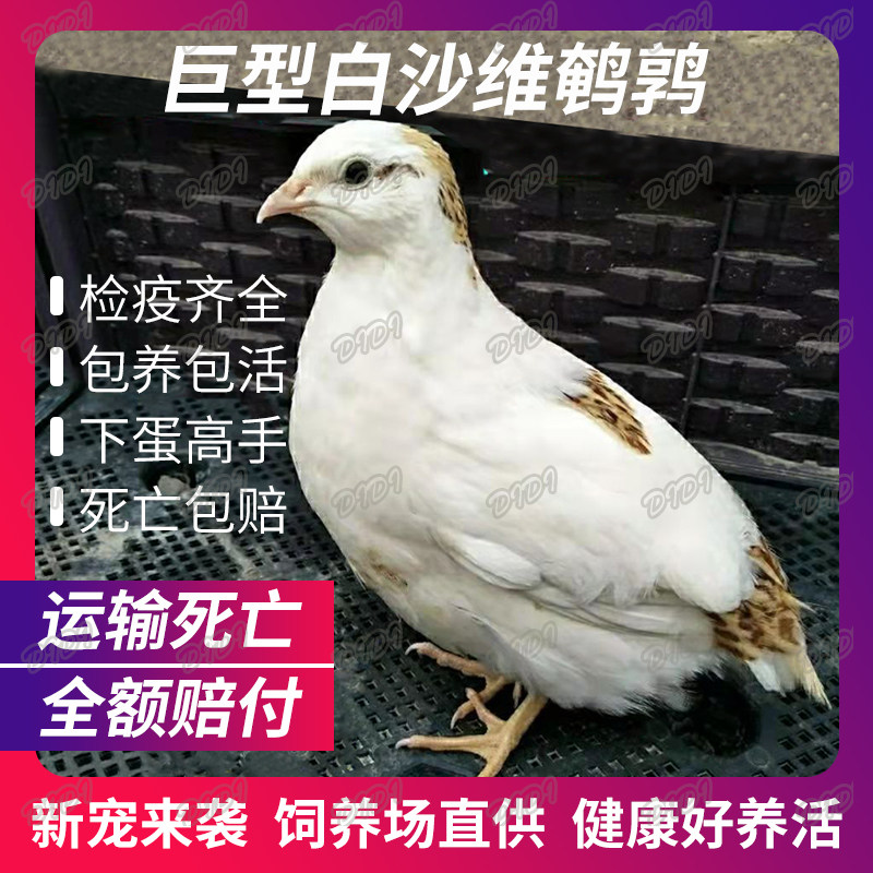 白沙维鹌鹑活体熊猫礼服下蛋鸡鹌鹑鸟活物阳台养宠物黄羽鹌鹑活苗