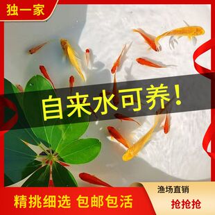 草金鱼苗观赏鱼宠物活物小金鱼活鱼耐活锦鲤养不死的鱼冷水鱼