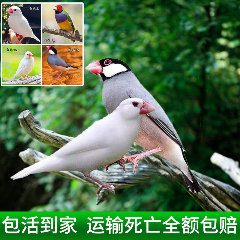 珍珠鸟活物白珍珠灰珍珠白文鸟灰文鸟一对包公母学说话宠物手养鸟