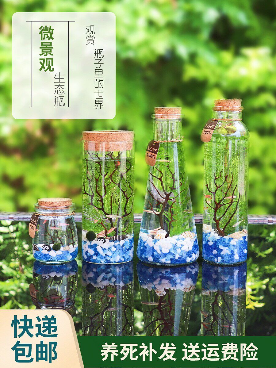 小金鱼活鱼送鱼缸金鱼观赏鱼 流金金鱼活鱼带鱼缸大眼金鱼 观赏鱼