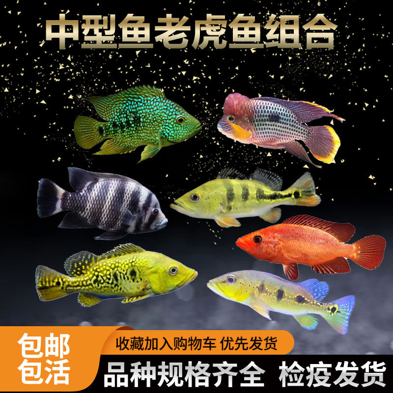 十间鱼绿巨人红尾皇冠鱼蓝宝石鱼蓝帆眼斑帝王三间鱼红老虎鱼活体