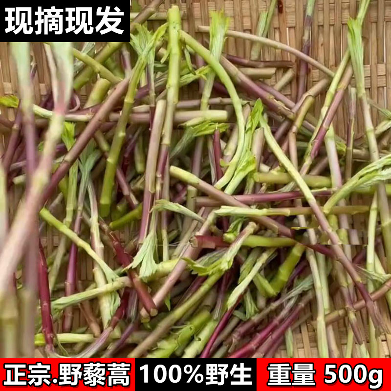 野生篱蒿1斤去叶当季芦蒿新鲜野黎蒿蔬菜野菜藜蒿鲜嫩泥蒿蓠蒿子