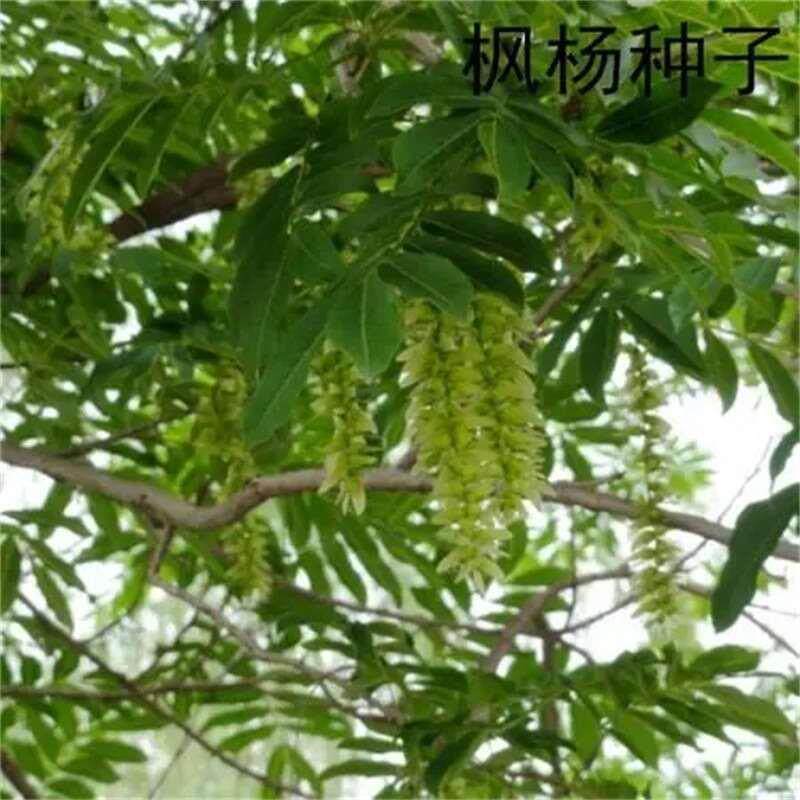 枫杨种子 枫杨树种子 麻柳种子 水麻柳种子 燕子树蜈蚣柳树种子