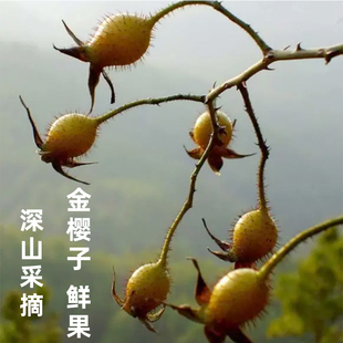 金樱子鲜果野生现摘金英子果成熟果新货干果泡水喝金樱子果泡茶料