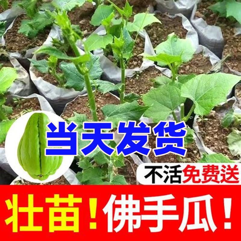 春季带根佛手瓜种苗盆栽种植苗