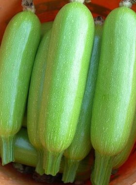 西葫芦新鲜蔬菜三月茭瓜斤装