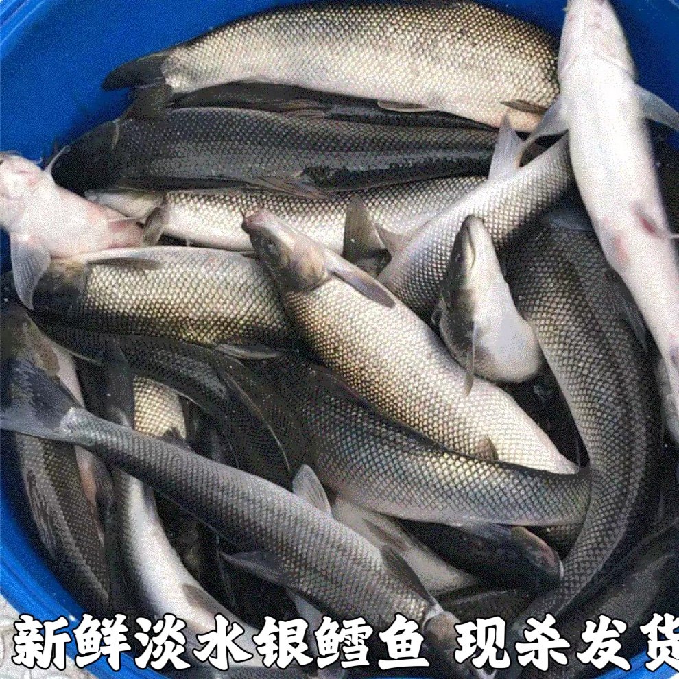 新鲜银鳕鱼淡水大鳞鲃鱼雪鱼苗淡水鱼塘养殖鱼现杀现发包邮