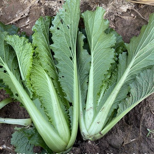 湖北农家蔬菜新鲜青麻叶散叶大白菜毛白菜散叶白菜不包心青菜叶菜