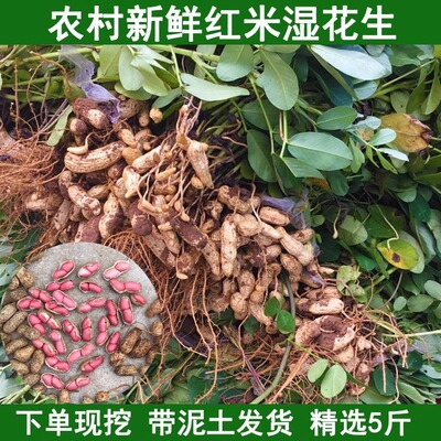新鲜湿花生带壳带泥红皮红米花生