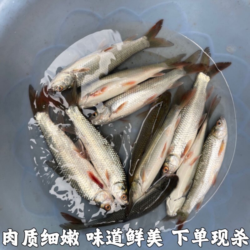 鲮鱼 雪鲮 鲮公 棒棒鱼 花鲮 土鲮鱼 麦鲮鱼 棍棍鱼新鲜水产3斤