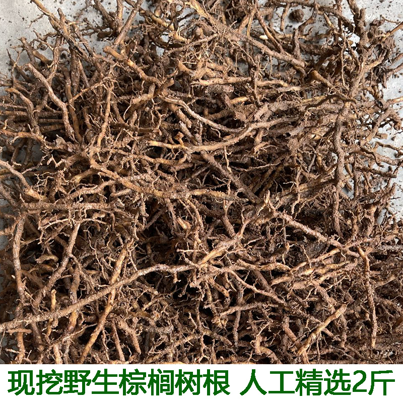 现挖棕榈根须 马尾棕根生发新鲜棕树根 棕榈树根 现挖棕榈根