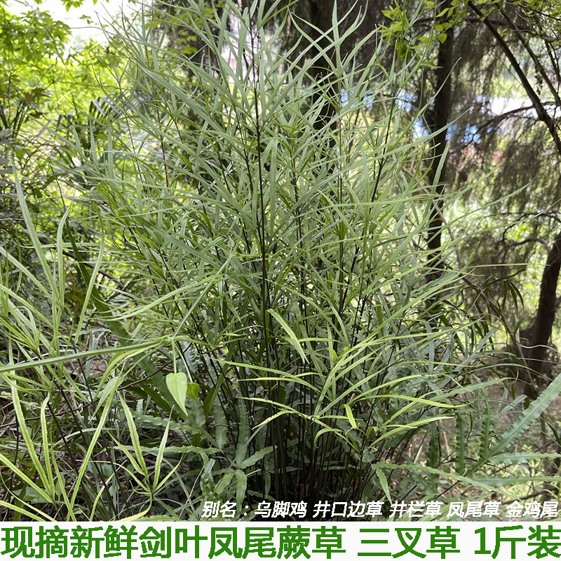 剑叶凤尾蕨新鲜 三叉草 井边茜 凤尾草 中药保鲜现采1斤包邮