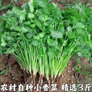 新鲜香菜 芫荽 乌苏 火锅菜叶菜蔬菜 新鲜香菜香菜特香 配菜 3斤