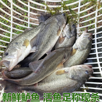 新鲜鲈鱼活鱼淡水鱼大口黑鲈鱼鲈鱼活鱼现杀大鲈鱼活鱼足称现杀