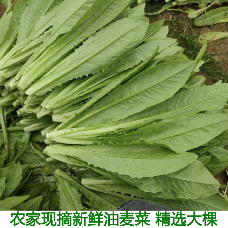 湖北农家自种油麦菜新鲜蔬菜时令绿叶菜火锅青菜沙拉健身笋尖包邮