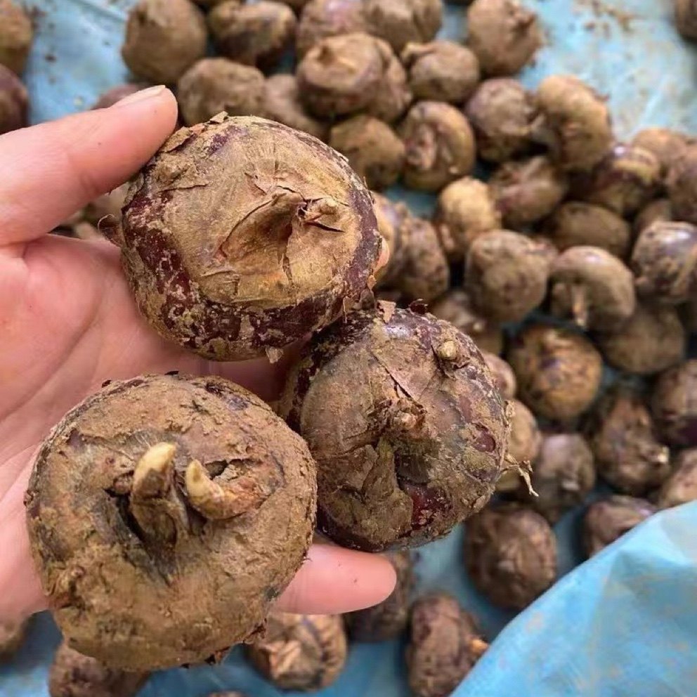 湖北农家自种新鲜马蹄荸荠精选大果去死即食脆甜无渣水果蔬菜包邮,水产肉类/新鲜蔬果/熟食,其它,淘宝优惠券,粉丝福利购,淘宝优惠卷