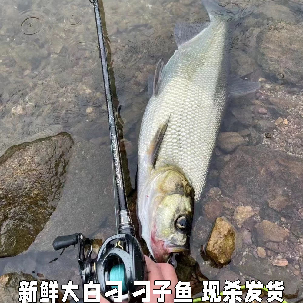 翘嘴鱼新鲜刁子大白湖北包邮