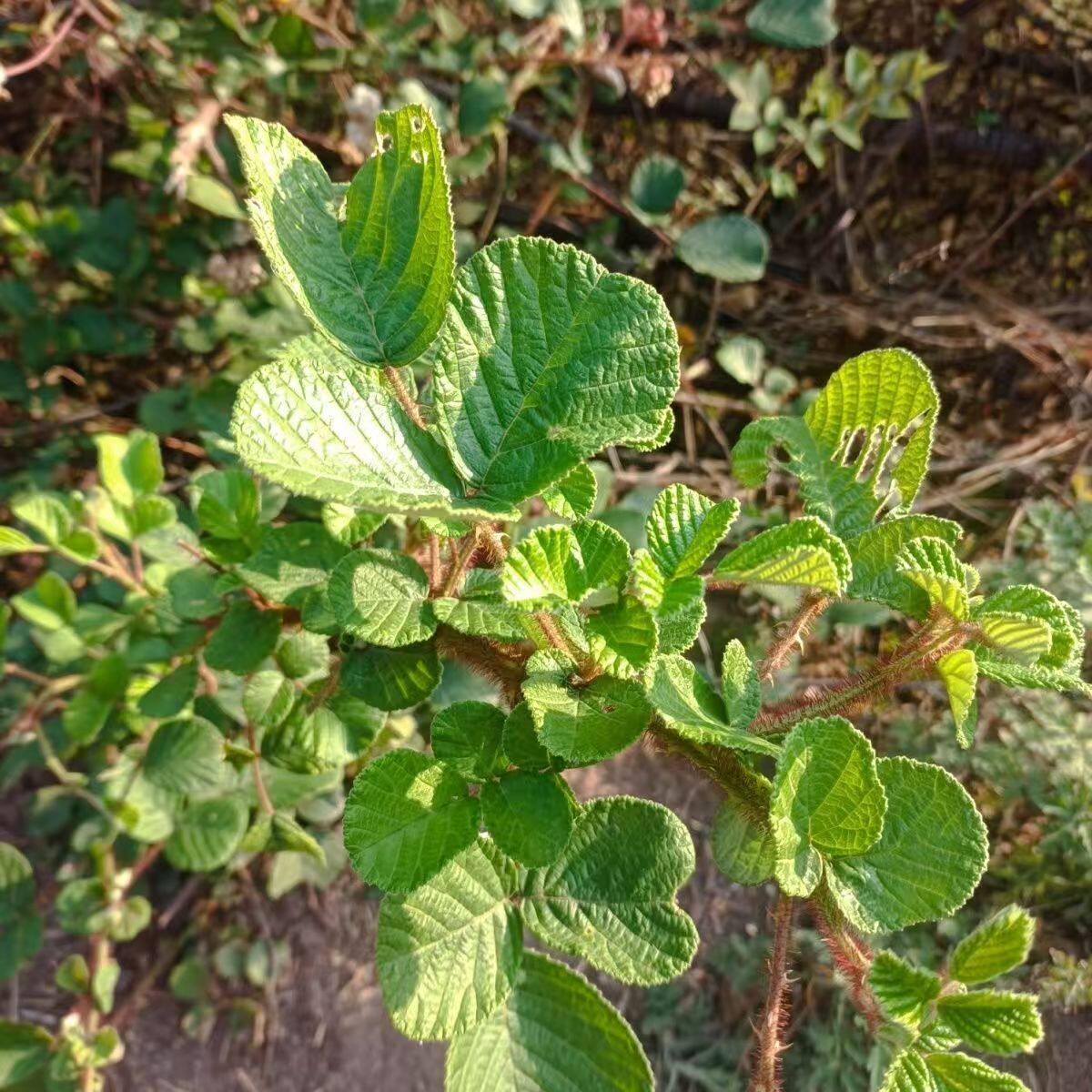 云南有刺黄泡刺黄泡儿黄泡刺根中草药材新鲜现挖包邮