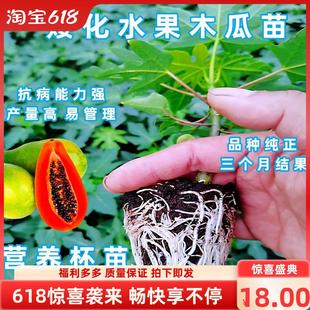广西青木瓜苗盆栽地栽矮化红心木瓜苗带土带叶当年结果冰糖木瓜苗