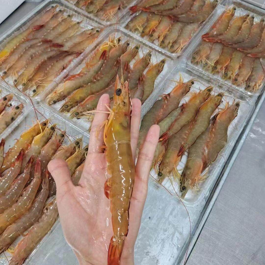 野生明虾麻虾花虾九节虾斑节虾大虾北海深海捕猎鲜活急冻