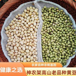 神农架高山老品种黄豆绿皮土黄豆打豆浆传统农家自种当季 新货