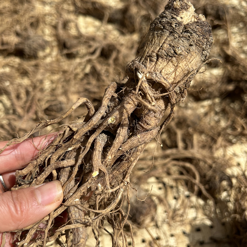 神农架原始森林全当归煲汤当归