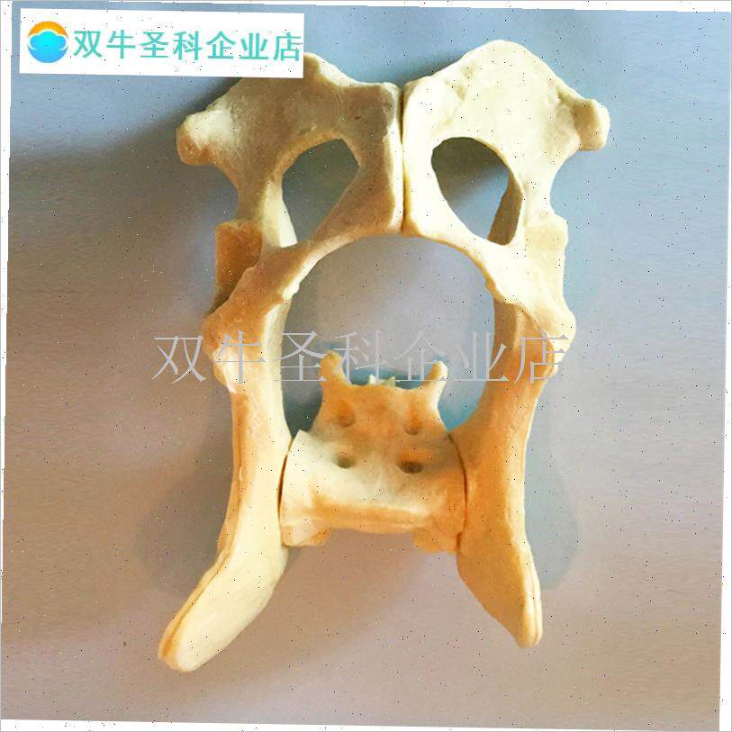 盆骨手术练习仿真骨o狗髋骨骨科狗骨架动物骨骼犬科宠物厂家直销.