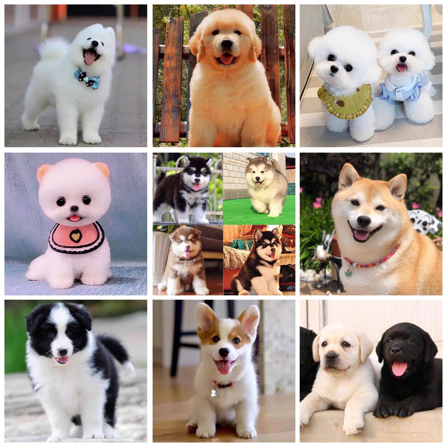 博美品牌精品汇聚 价格大全移动版 最宠网