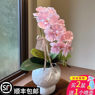 蝴蝶蘭花苗帶花劍帶花苞盆栽蘭花大苗客廳吸色陽臺花卉全年好養活