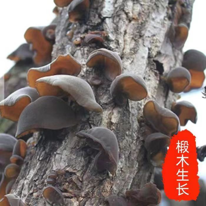 秦岭农村野生黑木耳干货