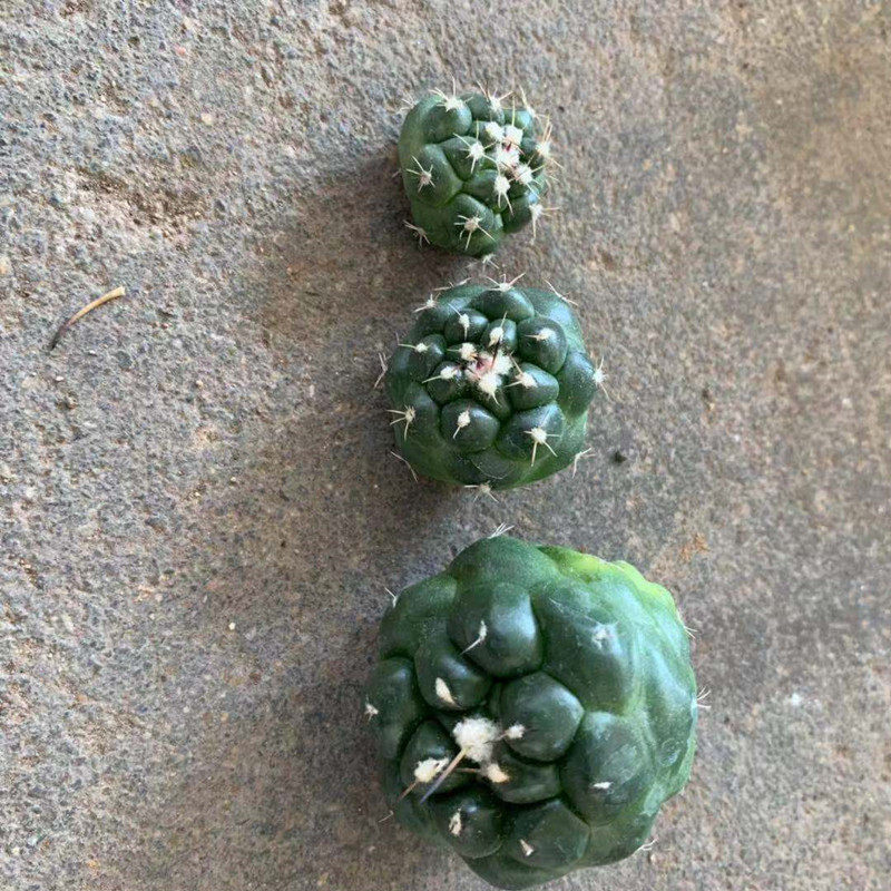 稀有无刺象牙丸开花仙人球多肉植物盆栽仙人掌科防辐射桌面