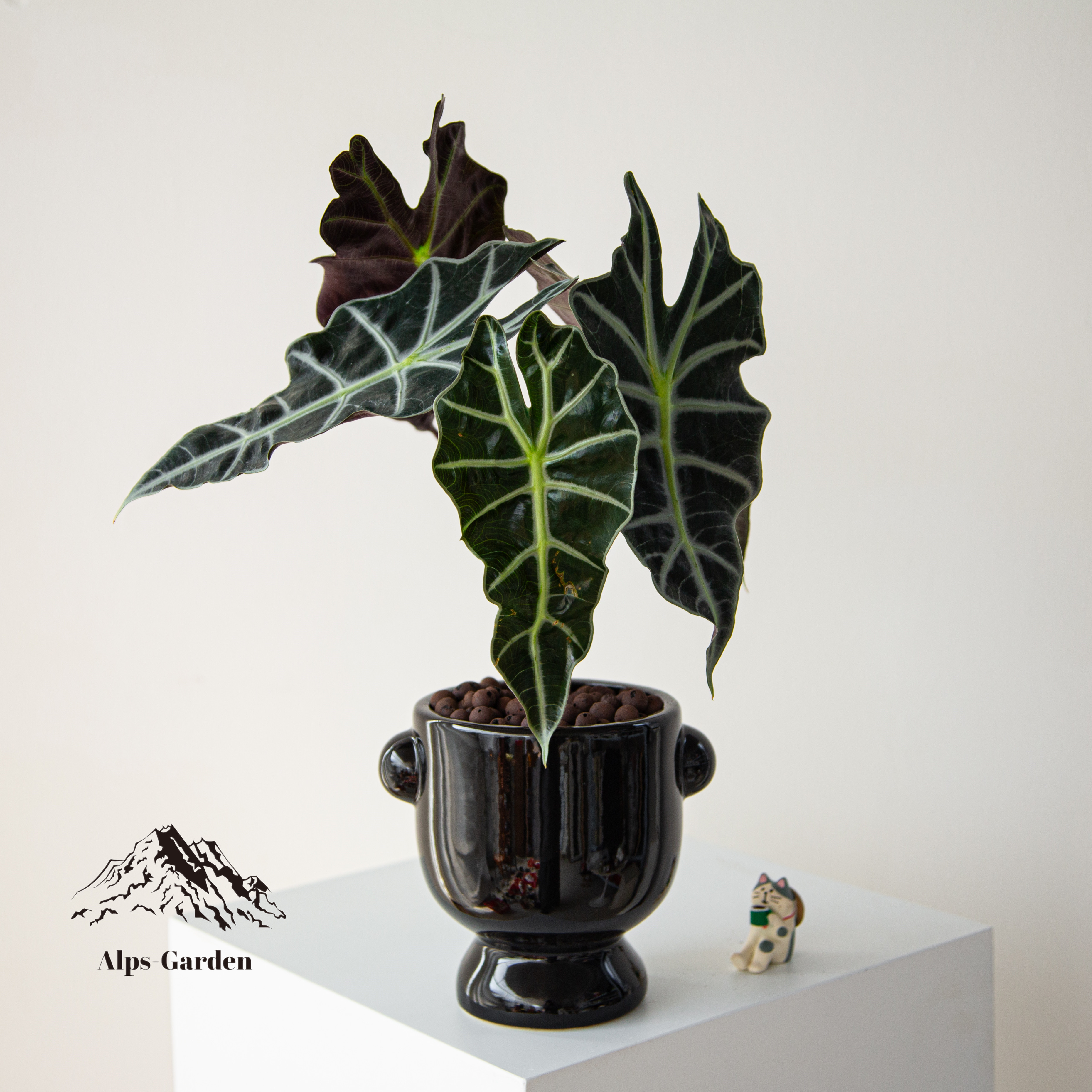 大仙女海芋盆栽植物懒人好养办公室内客厅盆景中古风工位绿植好养