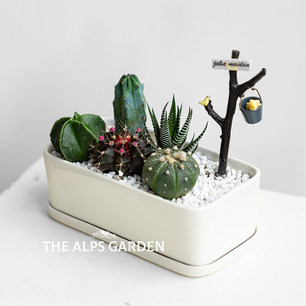 安第斯花园 仙人掌盆栽办公室桌面多肉植物组合 室内创意绿植花卉