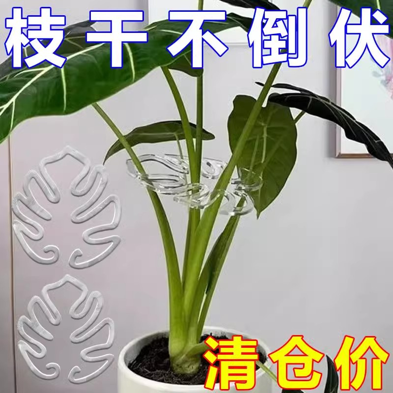 枝干固定器龟背竹支撑杆植物花架