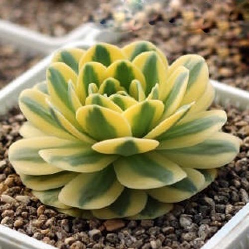 富士多肉多少钱 富士多肉价格 小麦优选