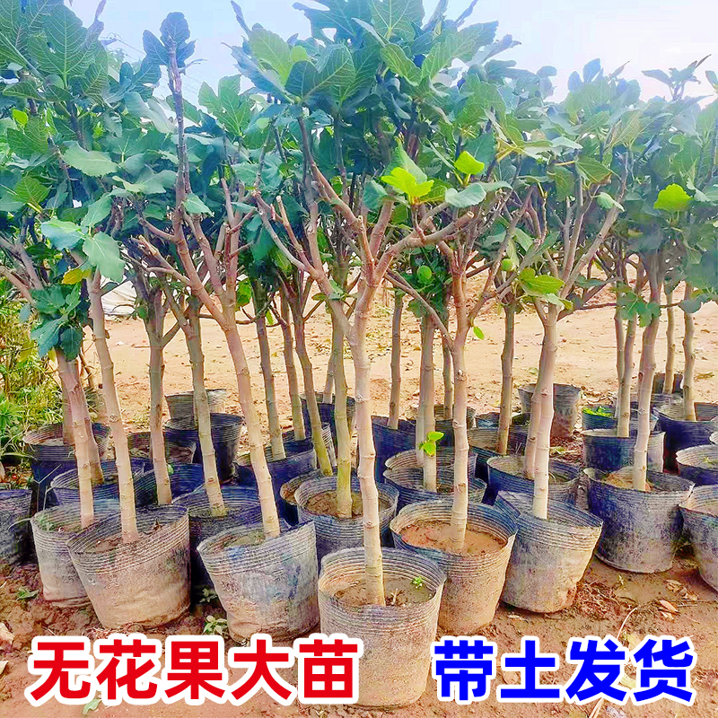 无花果树果苗带土特大波姬红盆栽地栽南方北方种植矮化无花果苗