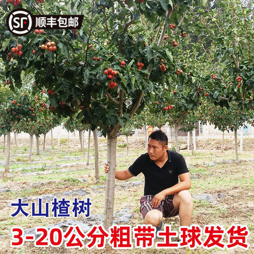 山楂树带土球甜红子活苗庭院果树
