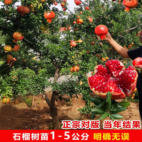 大甜石榴树苗南北方种植庭院果树