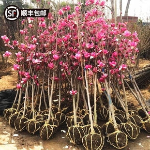 玉兰树苗大型庭院树木盆地栽绿化风景耐寒南北方红白黄紫粉玉兰花