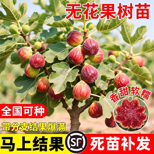 无花果树果苗特大果带土盆栽地栽
