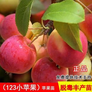 嫁接123小苹果树苗耐寒沙果鸡心果南北方种植当年结果海棠果树苗